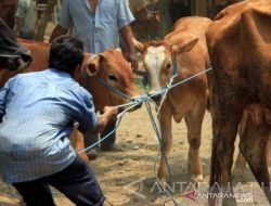 DPR Apresiasi Langkah Cepat Kementan Tangani Merebaknya Wabah PMK