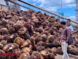 Harga TBS Anjlok, Mukhtarudin Desak Pemerintah Pangkas Pungutan Ekspor
