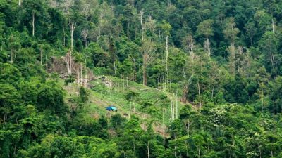 Gubernur Kaltara Janjikan Insentif Bagi Warga Yang Lestarikan Hutan