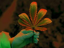 Jika Dilegalkan, Bupati Gayo Lues Siapkan 200 Hektar Lahan Untuk Ditanami Ganja