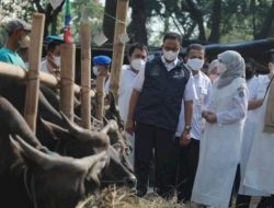 Pastikan Hewan Kurban Bebas Virus PMK, Anies Baswedan Terjunkan 865 Petugas Kesehatan