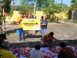 Anggota DPR RI Fraksi Partai Golkar Singgih Januratmoko Tebar 8 Ekor Sapi di Hari Raya Idul Adha
