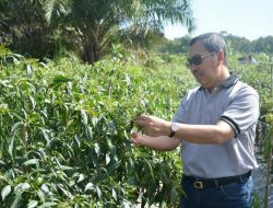 Tekan Inflasi, Gubri Syamsuar Datangkan Cabai Dari Sumut dan Gerakkan BUMDes Riau