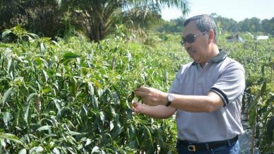 Tekan Inflasi, Gubri Syamsuar Datangkan Cabai Dari Sumut dan Gerakkan BUMDes Riau