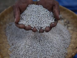 Menko Airlangga: Jokowi Minta Siapkan Roadmap Sorgum Sebagai Pengganti Gandum