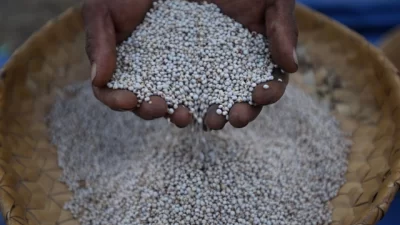 Menko Airlangga: Jokowi Minta Siapkan Roadmap Sorgum Sebagai Pengganti Gandum