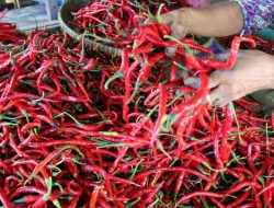 Gubri Syamsuar Ungkap Alasan Harga Cabai Merah Fluktuatif di Riau
