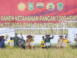 Didampingi Bupati Afrizal Sintong, Gubri Syamsuar Panen Raya Padi di Rohil