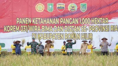 Didampingi Bupati Afrizal Sintong, Gubri Syamsuar Panen Raya Padi di Rohil