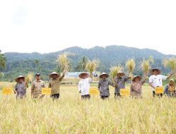 Bupati Solsel Khairunas Panen Padi Perdana di Jorong Simancuang dan Jorong Karang Hitam