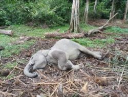 Gubri Syamsuar Berduka, Damar Bayi Gajah di TWA Buluh Cina Mati