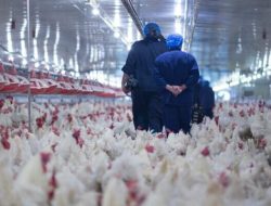 Flu Burung Menggila di Eropa, 220 Ribu Ayam di Ceko Dimusnahkan