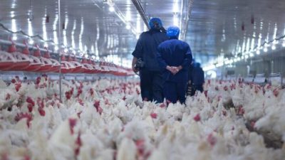 Flu Burung Menggila di Eropa, 220 Ribu Ayam di Ceko Dimusnahkan