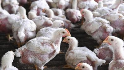 Terpapar Flu Burung, Denmark Musnahkan 50 Ribu Ayam
