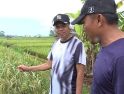 Kembangkan Varietas Padi Organik, Dedi Mulyadi: Hasilkan 800 Bulir Per Satu Batang Padi