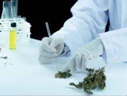 Maroko Bangun Laboratorium Ganja, Pertama di Antara Negara Muslim