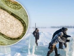 Ilmuwan Ungkap Ancaman Virus Zombie Saat Kutub Utara Menghangat dan Esnya Mencair