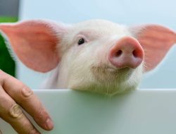 Singapura Setop Impor Babi Dari Indonesia Usai Terdeteksi African Swine Fever