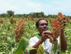Dukung Kebijakan Jokowi, Bupati Ratna Anne Mustika Akan Kembangkan Sorgum di Purwakarta