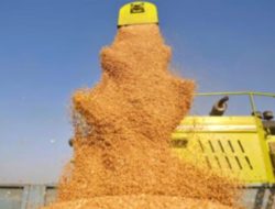 Cegah Afghanistan Rawan Pangan, India Kirim Lagi 10 Ribu Ton Gandum