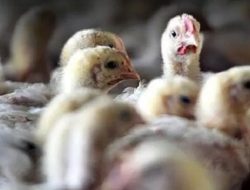 Temui Kasus Flu Burung pada Unggas Liar, Brasil Umumkan Darurat Kesehatan Hewan