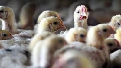 Temui Kasus Flu Burung pada Unggas Liar, Brasil Umumkan Darurat Kesehatan Hewan