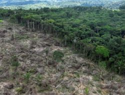 Lula da Silva Ungkap Rencana Aksi Hapus Deforestasi Amazon Brasil Pada 2030