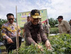 Panen Raya Cabai, Gubri Syamsuar Puji Sistem Pertanian Terpadu Rohul Layak Ditiru