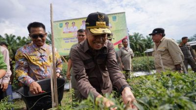 Panen Raya Cabai, Gubri Syamsuar Puji Sistem Pertanian Terpadu Rohul Layak Ditiru