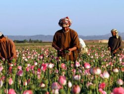 PBB: Afghanistan Produsen Metamfetamin dengan Pertumbuhan Tercepat di Dunia