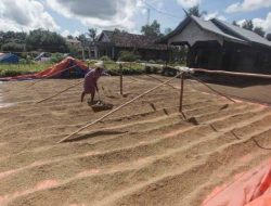 Gubernur Arinal Djunaidi Bakal Beri Sanksi Pelaku Usaha Yang Jual Gabah Keluar Lampung