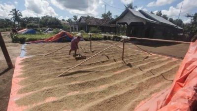 Gubernur Arinal Djunaidi Bakal Beri Sanksi Pelaku Usaha Yang Jual Gabah Keluar Lampung