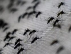 Kasus DBD Melonjak, Peru Tetapkan Darurat Kesehatan di 20 Provinsi