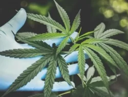 Pakistan Bakal Segera Legalisasi Ganja Agar Segera Terlepas Dari Jerat Utang IMF