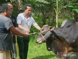 John Kenedy Azis Salurkan Hewan Kurban Dari Baznas dan BPKH Untuk Warga Padang Pariaman