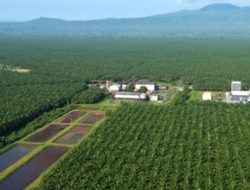 Menko Luhut Geregetan Setoran Pajak Loyo: Banyak Perusahaan Tak Punya NPWP