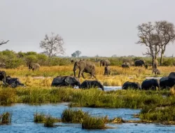 Pemerintah Namibia Bunuh Gajah dan Kuda Nil, Dagingnya Diambil Untuk Warganya Yang Kelaparan
