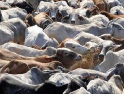 Wamentan Sudaryono: 40 Perusahaan Bakal Impor Sapi Untuk Program Makan Bergizi Gratis Prabowo