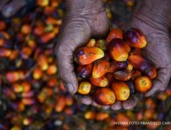 Menteri ESDM Bahlil Lahadalia Tekan Impor Solar Dengan Efektifkan Mandatori B50