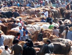Penduduk Maroko Idul Adha Tanpa Berkurban Tahun Ini, Resmi Dilarang Pemerintah