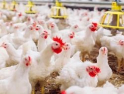 Arab Saudi dan Chili Cabut Larangan Impor Unggas Brasil Dampak Flu Burung