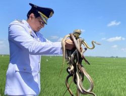 Bupati Lucky Hakim Lepas Ular dan Biawak Untuk Basmi Hama Tikus di Sawah Indramayu