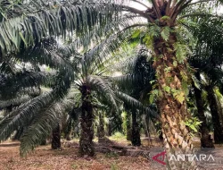 Menteri ATR/BPN, Nusron Wahid: 84 Ribu Hektare Sawit Bermasalah Masuk Kawasan Hutan