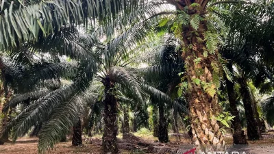 Menteri ATR/BPN, Nusron Wahid: 84 Ribu Hektare Sawit Bermasalah Masuk Kawasan Hutan