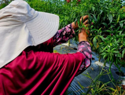Bupati Cen Sui Lan Dorong Petani Natuna Perkuat Produksi Pangan Demi Suplai Program MBG