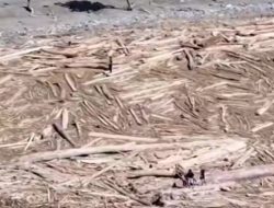 Panggah Susanto: Komisi IV DPR Bakal Panggil Menhut Raja Juli Terkait Viral Kayu Gelondongan di Banjir Sumatera