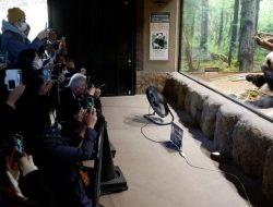 Hubungan Makin Retak, Tradisi Diplomasi Panda China-Jepang di Ujung Tanduk