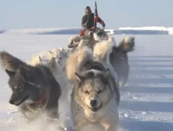 Trump Ledek Militer Denmark: Patroli Kereta Anjing tak Bisa Jaga Greenland!