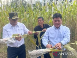 Wagub Jabar Erwan Setiawan Jadikan Cirebon Model Pengembangan Sorgum Untuk Diversifikasi Pangan