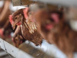 Singgih Januratmoko Dukung Penataan Impor Pakan, Demi Stabilkan Harga Ayam Nasional